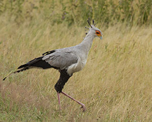 secretarybird